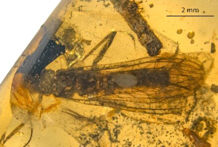 Fossil von Petroperla mickjaggeri. Fotro: SMNS / A. Staniczek
