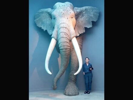 Scientist standing next to a life-size reconstruction of an adult male European straight-tusked elephant. Photo: Lutz Kindler, LEIZA
