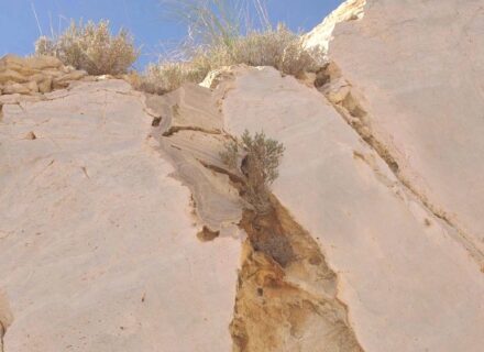 In the quarry, nature shows that it has species for colonizing unusual habitats.