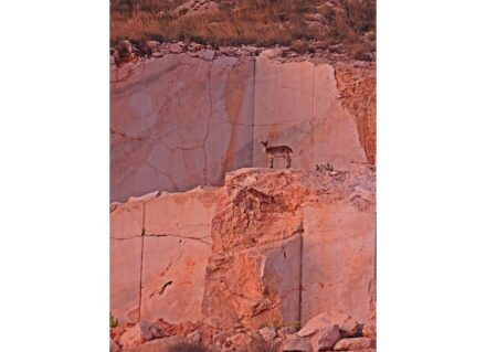 The ibexes (Capra pyrenaica) in the quarry are perfectly camouflaged.
