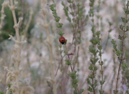 Ladybug on thyme (Thymus vulgaris).