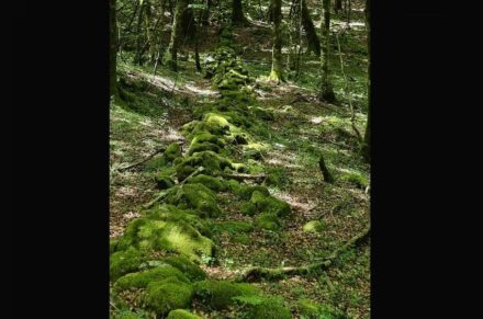 Steinwall im Wald auf dem Plateau von Dossone della Melia.