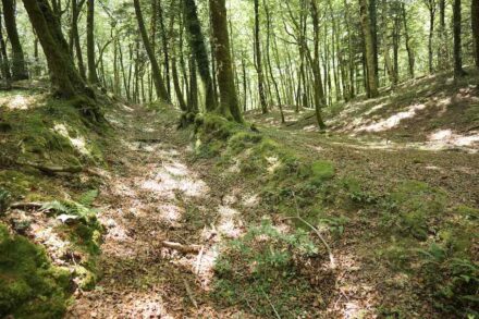 Steinwall im Wald auf dem Plateau von Dossone della Melia.