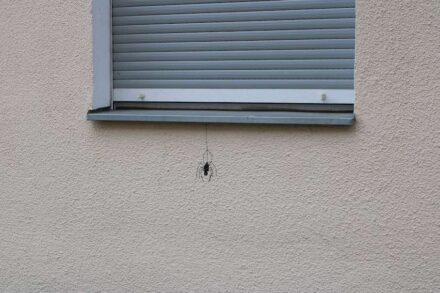 In its study, the Boston Consulting Group warns against greenwashing: the graffiti of a spider on the wall of a house is no indication of a natural habitat.