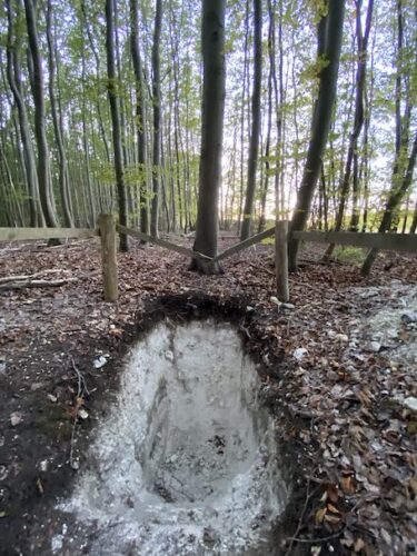 Rendzina auf Kreidekalk unter Buchenbestand, Rügen. Foto: Karl-Heinz Feger / DBG Deutsche Bodenkundliche Gesellschaft