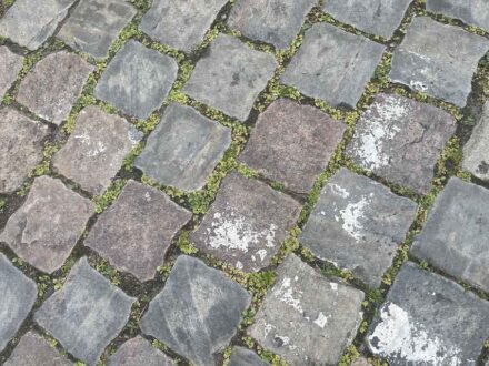 Natural stone paving, habitat for special plant species. Photo: Peter Becker