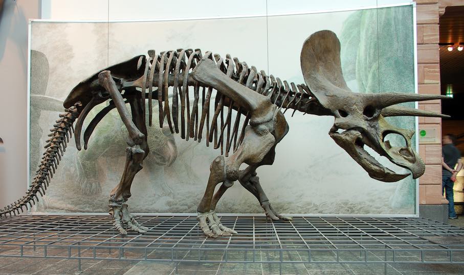 Rekonstruktion eines Triceratops-Skeletts im Naturmuseum Senckenberg in Frankfurt am Main, aus Fragmenten verschieder Skelette zusammengesetzt. Quelle: Wikimedia Commons