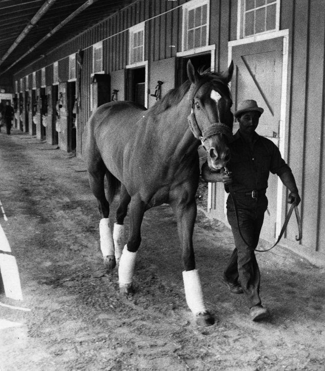 „Secretariat“ gilt für manche Experten als das beste Rennpferd aller Zeiten. Das Foto zeigt es bei der Vorbereitung für die 1973 Preakness Stakes. Foto: Karl D. Harris / Wikimedia Commons
