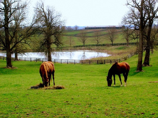 Pferdefarm in der Blugrass-Region in Kentucky. Foto: Peter Fitzgerald / Wikimedia Commons