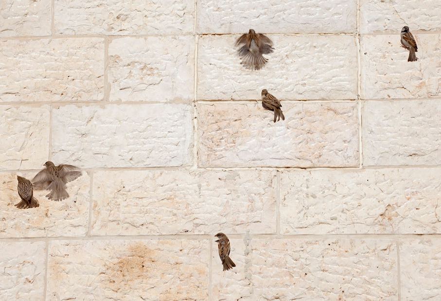 Birds Warming up after a snow storm in Jerusalem (2013). Photo: zeevveez / Wikimedia Commons
